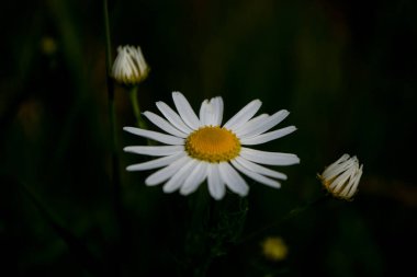 Koyu mavi arka planda güzel papatya çiçekleri