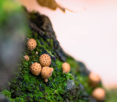 Salyangoz yosun bölgesinde yürüyor.