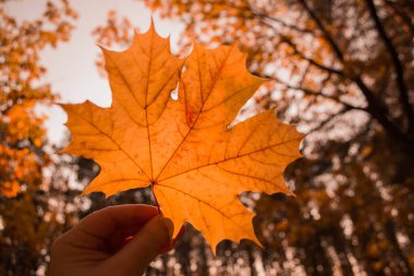 Sarı bir sonbahar yaprağını yakından tutarken..