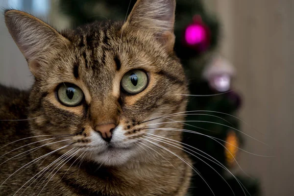 Chat dans le fond de l'arbre de Noël avec des jouets — Photo