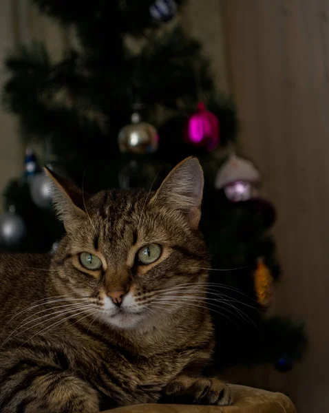 Katze im Hintergrund des Weihnachtsbaums mit Spielzeug — Stockfoto