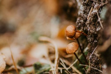 Sonbahar ormanlarında mantarların makrofotoğrafçılığı