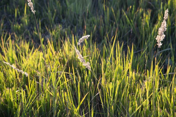 Zielona Trawa Polu Świeci Złotej Godzinie — Zdjęcie stockowe