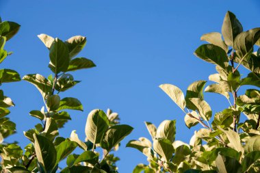 Yaklaş - yeşil gökyüzüne karşı bir elma ağacının yeşil yaprakları