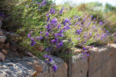 Eski bir taş duvarın üzerinde büyüyen mor kır çiçekleri.