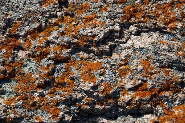 Primer Plano Textura Piedra Con Musgo Terracota —  Fotos de Stock