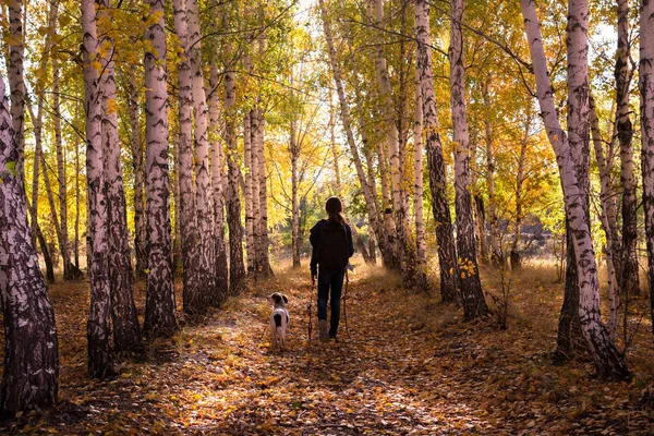 The figure of a girl with a backpack and a dog go along a birch alley in autumn. The view from the back