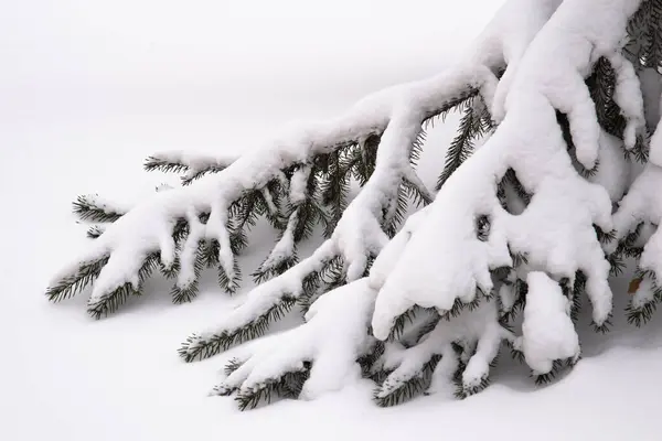 Une Grande Branche Enneigée Arbre Noël Dans Neige Fond Naturel — Photo