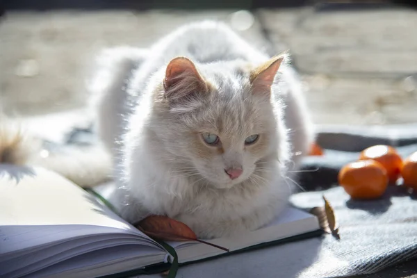 White Pensive Cat Lies Open Record Book Next Autumn Leaves — Zdjęcie stockowe