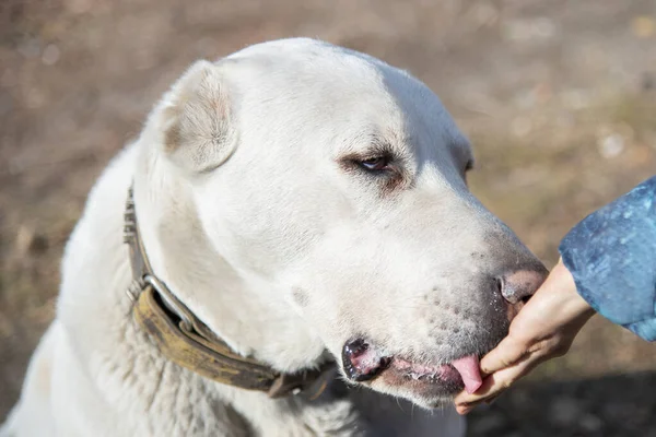 Close Grande Cão Branco Lambendo Mão Uma Menina — Fotografia de Stock