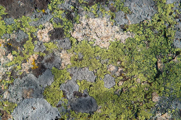 Primer Plano Musgo Verde Del Bosque Líquenes Una Roca Salvaje —  Fotos de Stock