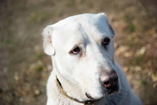 Close Cabeça Grande Cão Guarda Branco — Fotografia de Stock