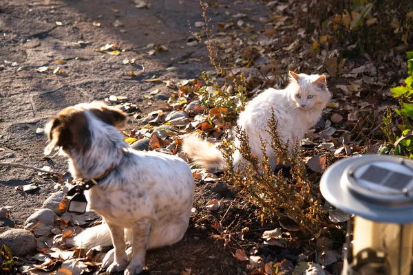Gato Branco Cão Manchado Branco Jardim Outono Cão Ofende Gato — Fotografia de Stock