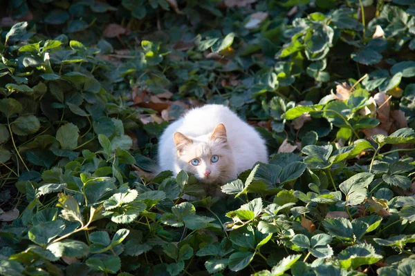 Egy Meglepett Kék Szemű Fehér Macska Egy Eperbokorban Fogalom Vicces — Stock Fotó