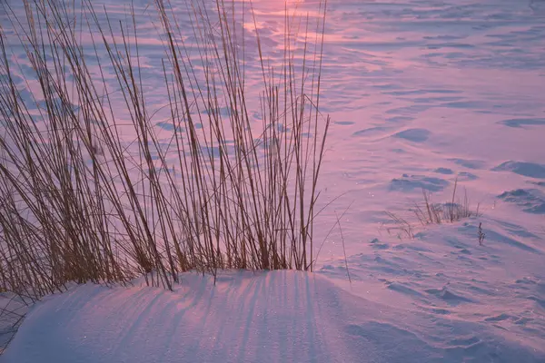 Witte Sneeuw Stralen Van Een Roze Zonsondergang Droog Gras Natuurlijke — Stockfoto