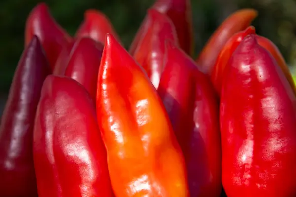 Pimientos Dulces Rojos Maduros Dieta Con Vitaminas Buena Para Salud — Foto de Stock