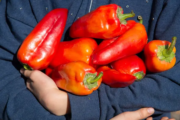 Pimientos Dulces Rojos Las Manos Los Niños Concepto Saludable Alimentos — Foto de Stock