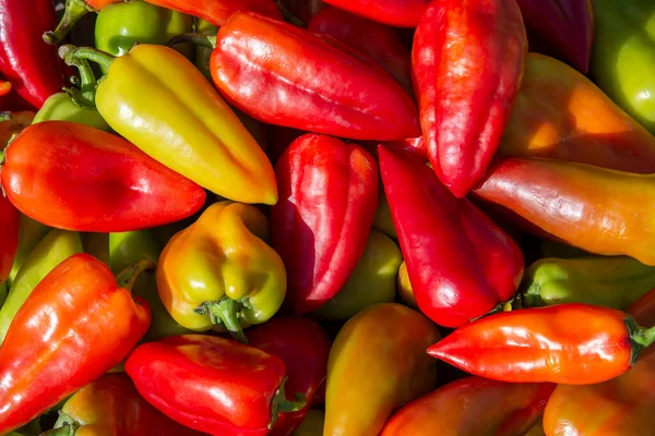 Una Gran Cantidad Pimiento Dulce Multicolor Está Una Pila Sobre — Foto de Stock