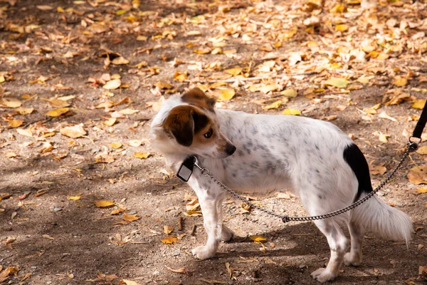 Cão Manchado Branco Pequeno Com Orelhas Marrons Está Uma Coleira — Fotografia de Stock