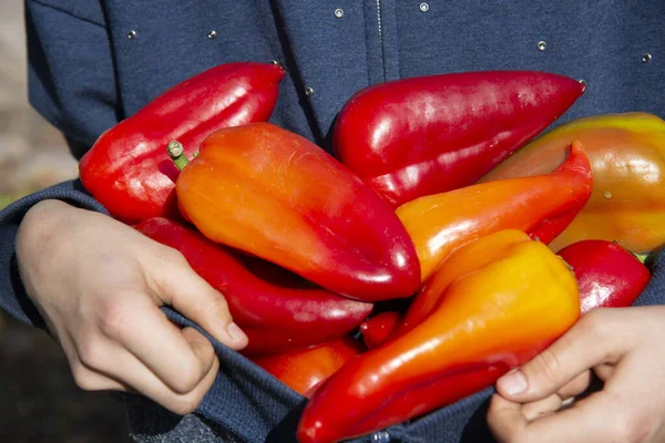 Muchos Pimientos Rojos Las Manos Los Niños Cosechado Jardín — Foto de Stock