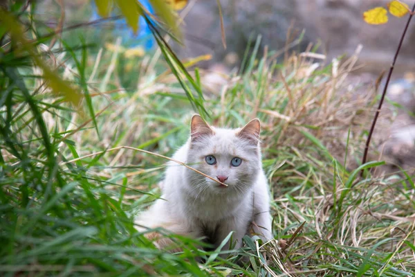 Chat Blanc Aux Yeux Bleus Est Attente Dans Herbe Verte — Photo