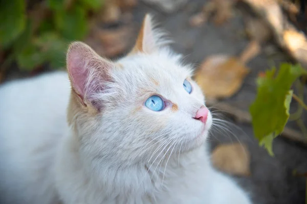 Mavi Gözlü Beyaz Bir Kedi Şaşkınlık Içinde Bir Şeye Bakıyor — Stok fotoğraf