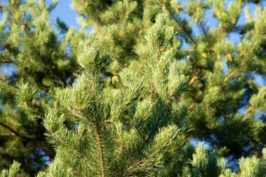 Mavi gökyüzüne yakın bir çam ağacının yeşil dalları. Noel doğal arka planı