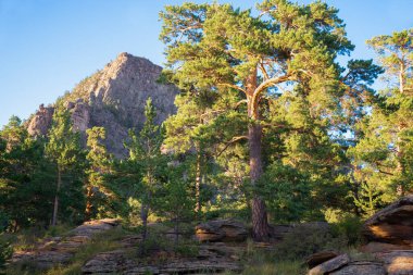 Altın Saat 'teki çam ağaçlarının arka plandaki görüntüsü. Yaz yeşili arka plan