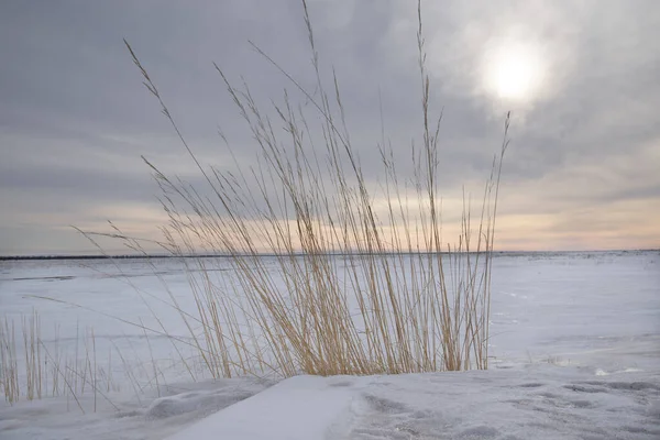 Droge Gele Gedroogde Gras Een Besneeuwd Veld Tegen Een Bewolkte — Stockfoto