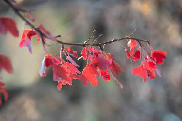 Una Rama Con Hojas Rojas Otoño Sobre Fondo Borroso Del — Foto de Stock