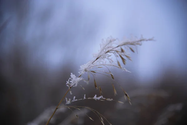 Uma Lâmina Grama Com Geada Neve Close Sobre Fundo Borrado — Fotografia de Stock