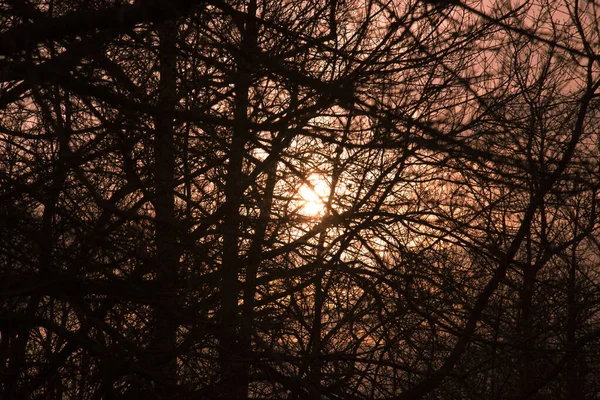 Силуэты Переплетающихся Ветвей Деревьев Фоне Заходящего Солнца Абстрактный Графический Фон — стоковое фото
