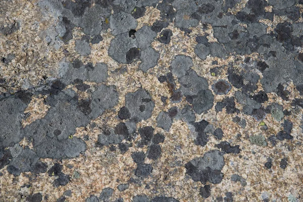 Patrón Primer Plano Musgo Liquen Textura Piedra Silvestre Fondo Natural —  Fotos de Stock