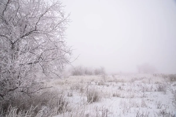 Winterlandschap Van Sneeuwbomen Een Sneeuwveld Mist Snowy Winter Natuurlijke Achtergrond — Stockfoto