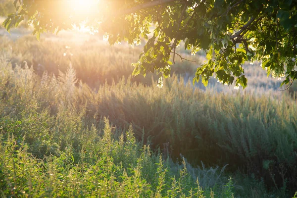 Vista Árvores Verdes Grama Campo Luz Sol Verão Ensolarado Fundo — Fotografia de Stock