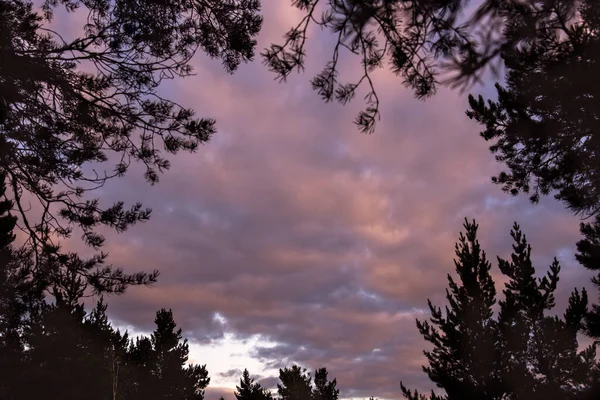 Çam Köknar Ağaçlarının Siluetleriyle Çerçevelenmiş Günbatımı Gökyüzü Manzarası Doğal Eflatun — Stok fotoğraf