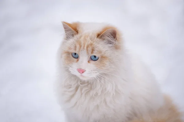 Fehér Bolyhos Macska Kék Szemekkel Háttér Fehér Aranyos Macska Fogalma — Stock Fotó