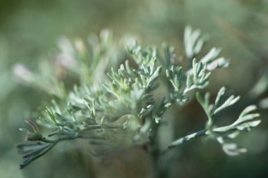 Açık yeşil çimenler yakın plan. Seçici odaklanma. Soyut doğal bitki arkaplanı