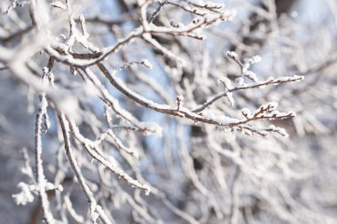 Kış ağaçlarının bulanık arka planında karlar içinde bir ağaç dalı. Doğal kış geçmişi