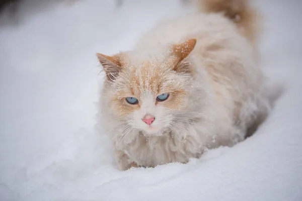 Gatto Bianco Soffice Nella Neve Gatto Bianco Con Occhi Azzurri — Foto Stock