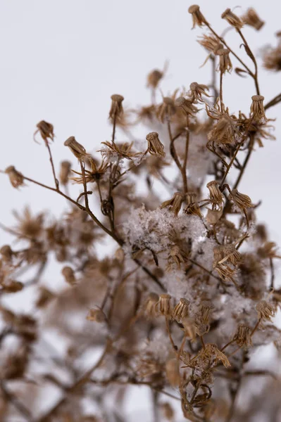 Flores Secas Congeladas Neve Close Fundo Embaçado Flores Secas Céu — Fotografia de Stock