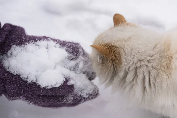 Hände Fliederfarbenen Fäustlingen Halten Schnee Und Eine Weiße Flauschige Katze — Stockfoto