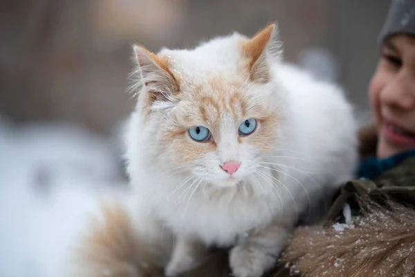 Een Witte Pluizige Kat Met Blauwe Ogen Een Meisje Achtergrond — Stockfoto