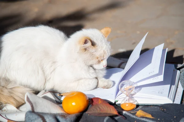 Eine Weiße Schlafende Katze Liegt Auf Einem Tagebuch Mit Offenen — Stockfoto