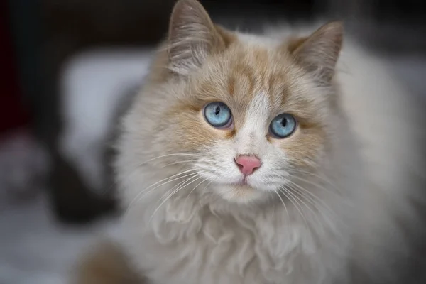 Gesicht Einer Weißen Flauschigen Katze Mit Blauen Augen Großaufnahme — Stockfoto