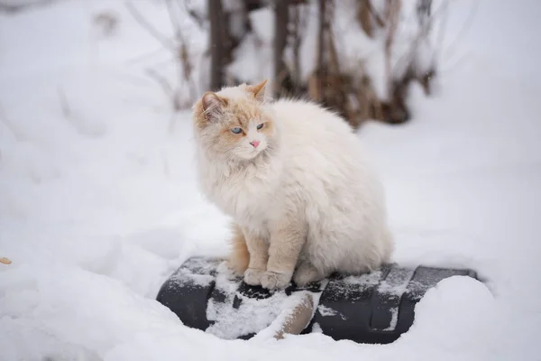 Dühös Fehér Bolyhos Macska Téli Kertben Egy Lapát Tisztítására Háziállat — Stock Fotó