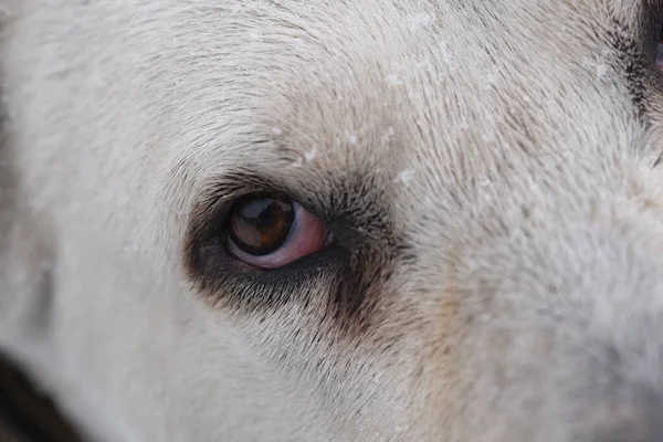 Olho Cão Perto Conceito Animais Estimação — Fotografia de Stock