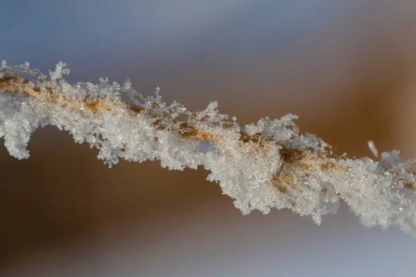 ぼやけた畑や空を背景に 雪に覆われた草の刃のクローズアップ 選択的フォーカス 要旨自然背景 — ストック写真