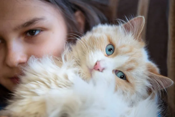 Ein Mädchen Mit Einer Weißen Flauschigen Katze Hause Auf Der — Stockfoto