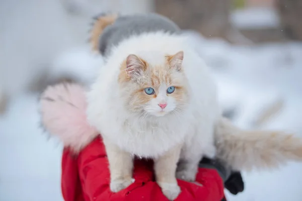 Een Witte Pluizige Kat Zit Arm Van Een Meisje Een — Stockfoto